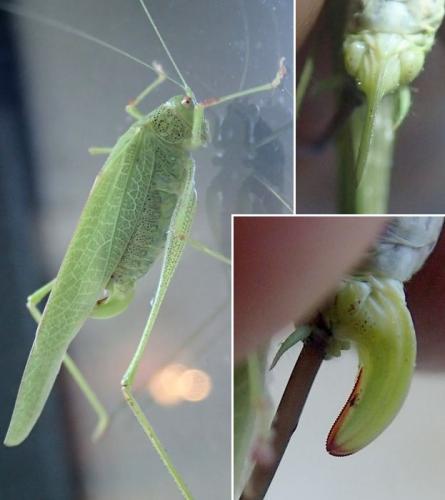Phaneroptera nana